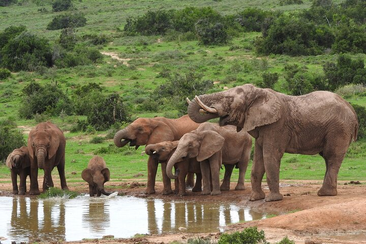 Safari at Addo Elephant park